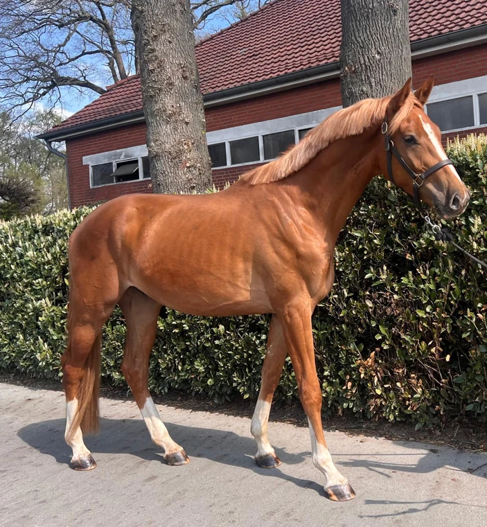 Emerado SR – Seitenansicht
