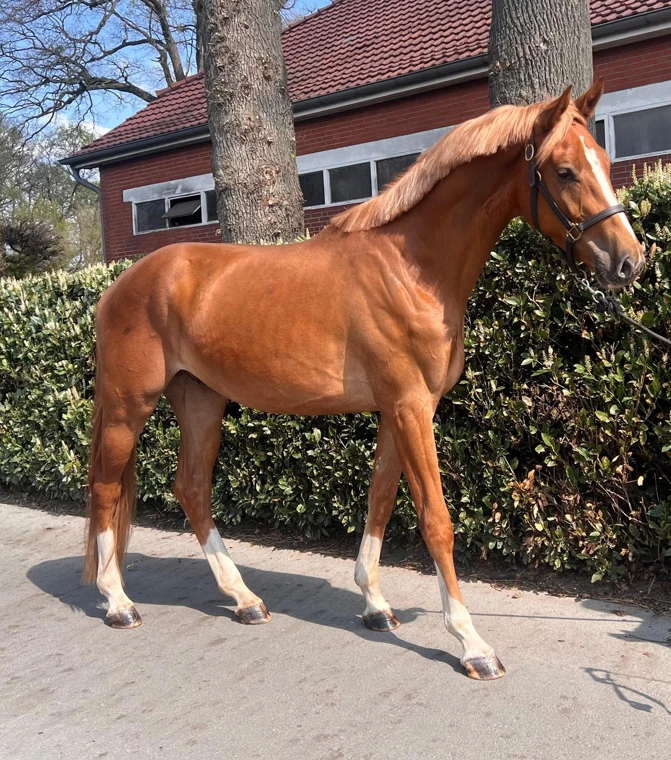 Emerado SR – Weitere Seitenansicht