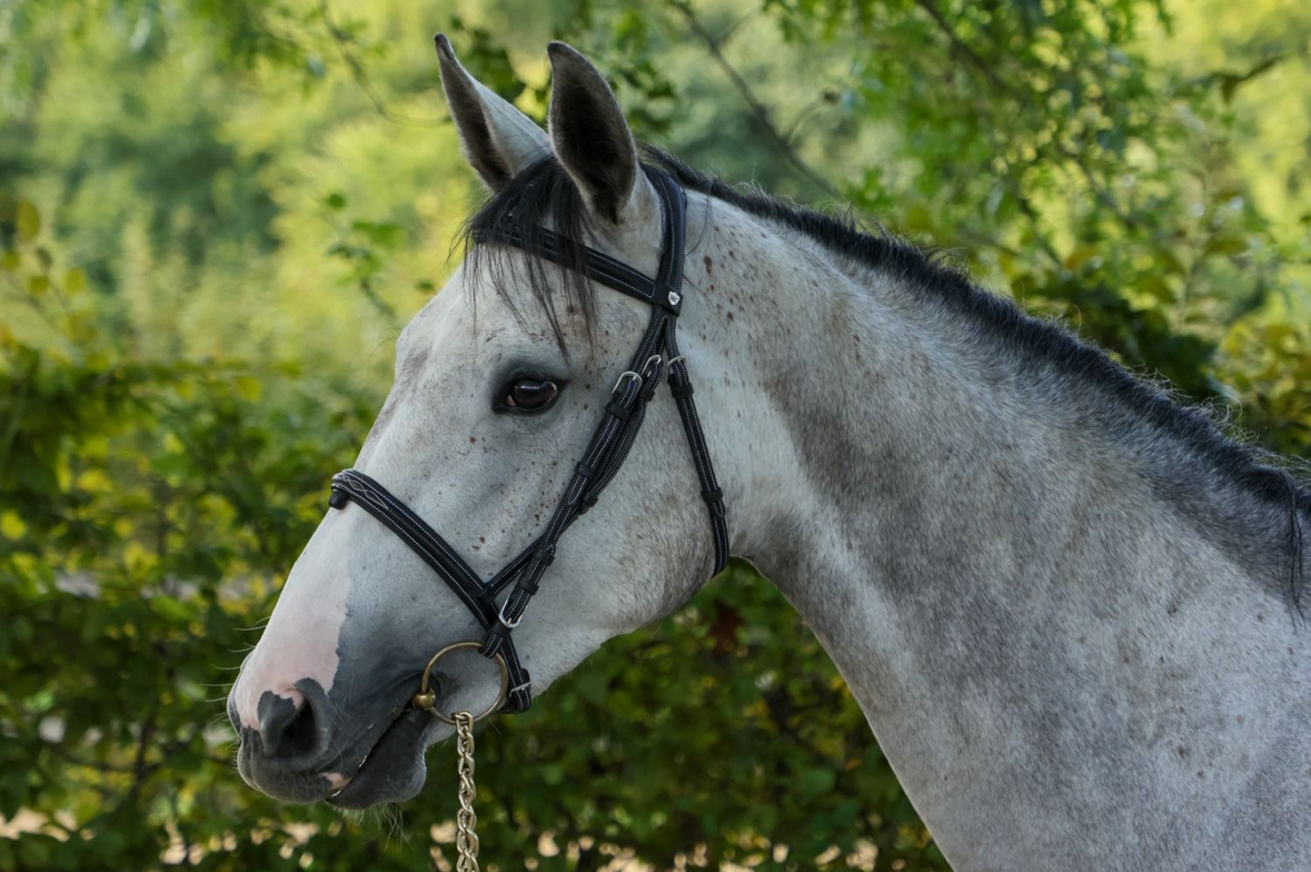 Taloubelle du Seigneur SR